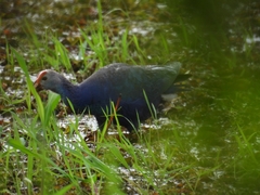 Porphyrio poliocephalus