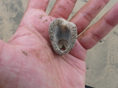 Amphibalanus amphitrite