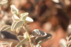Solanum orbiculatum macrophyllum
