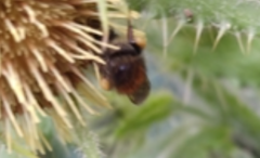 Bombus bifarius