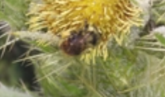 Bombus bifarius