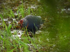 Porphyrio poliocephalus