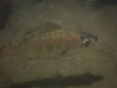 Cymatogaster aggregata