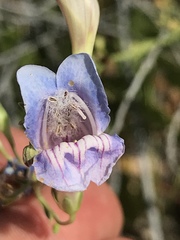 Penstemon comarrhenus