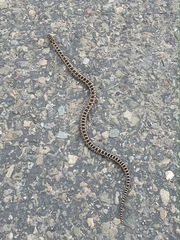 Pituophis catenifer catenifer