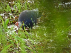 Porphyrio poliocephalus