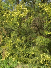 Acacia verticillata verticillata