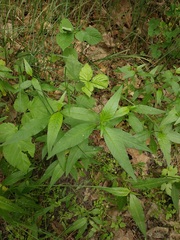 Persicaria hydropiper