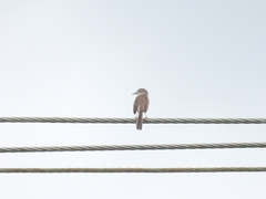 Prinia inornata