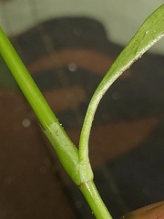 Persicaria hydropiper