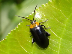 Disonycha triangularis