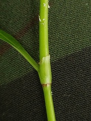 Persicaria hydropiper