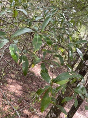 Quercus hemisphaerica