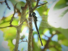 Coryphaeschna ingens