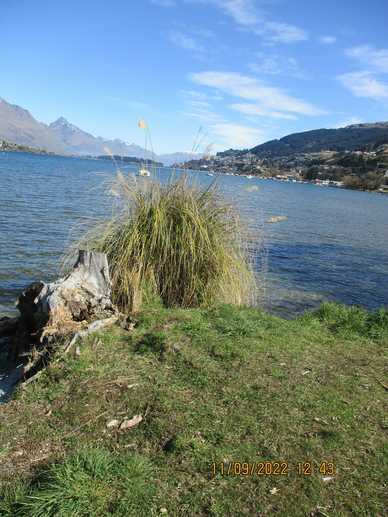 Toetoes from Frankton, Queenstown, New Zealand on September 11, 2022 at