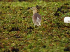 Ardeola grayii