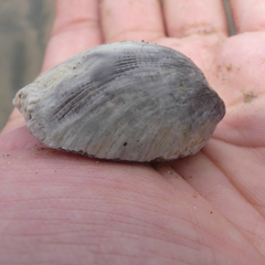 Amphibalanus amphitrite