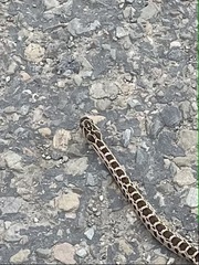 Pituophis catenifer catenifer