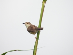 Prinia inornata