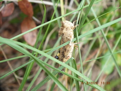 Spharagemon cristatum