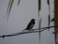 Lonchura leucogastroides