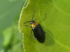 Disonycha triangularis