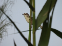 Prinia inornata