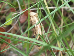 Spharagemon cristatum