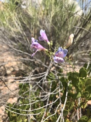 Penstemon comarrhenus