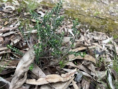 Ozothamnus obcordatus