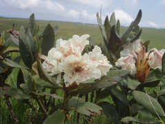 Rhododendron caucasicum