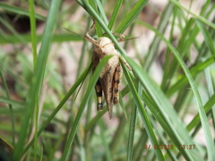 Spharagemon cristatum