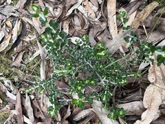 Ozothamnus obcordatus