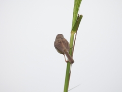 Prinia inornata