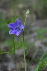 Campanula stevenii