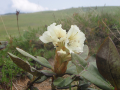 Rhododendron caucasicum