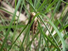 Spharagemon cristatum