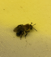Andrena dunningi