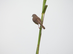 Prinia inornata