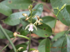 Eulophia maculata