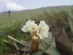 Rhododendron caucasicum