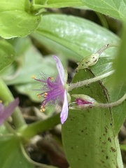 Tradescantia peninsularis