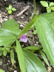 Tradescantia peninsularis