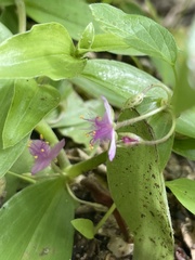 Tradescantia peninsularis