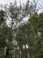 Pinus clausa