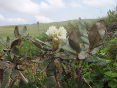 Rhododendron caucasicum