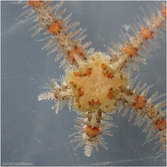Ophiothrix spiculata