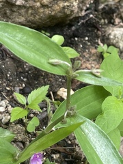 Tradescantia peninsularis