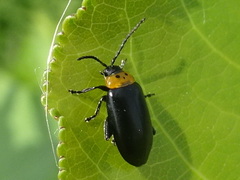 Disonycha triangularis