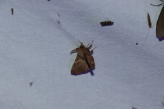 Malacosoma americana